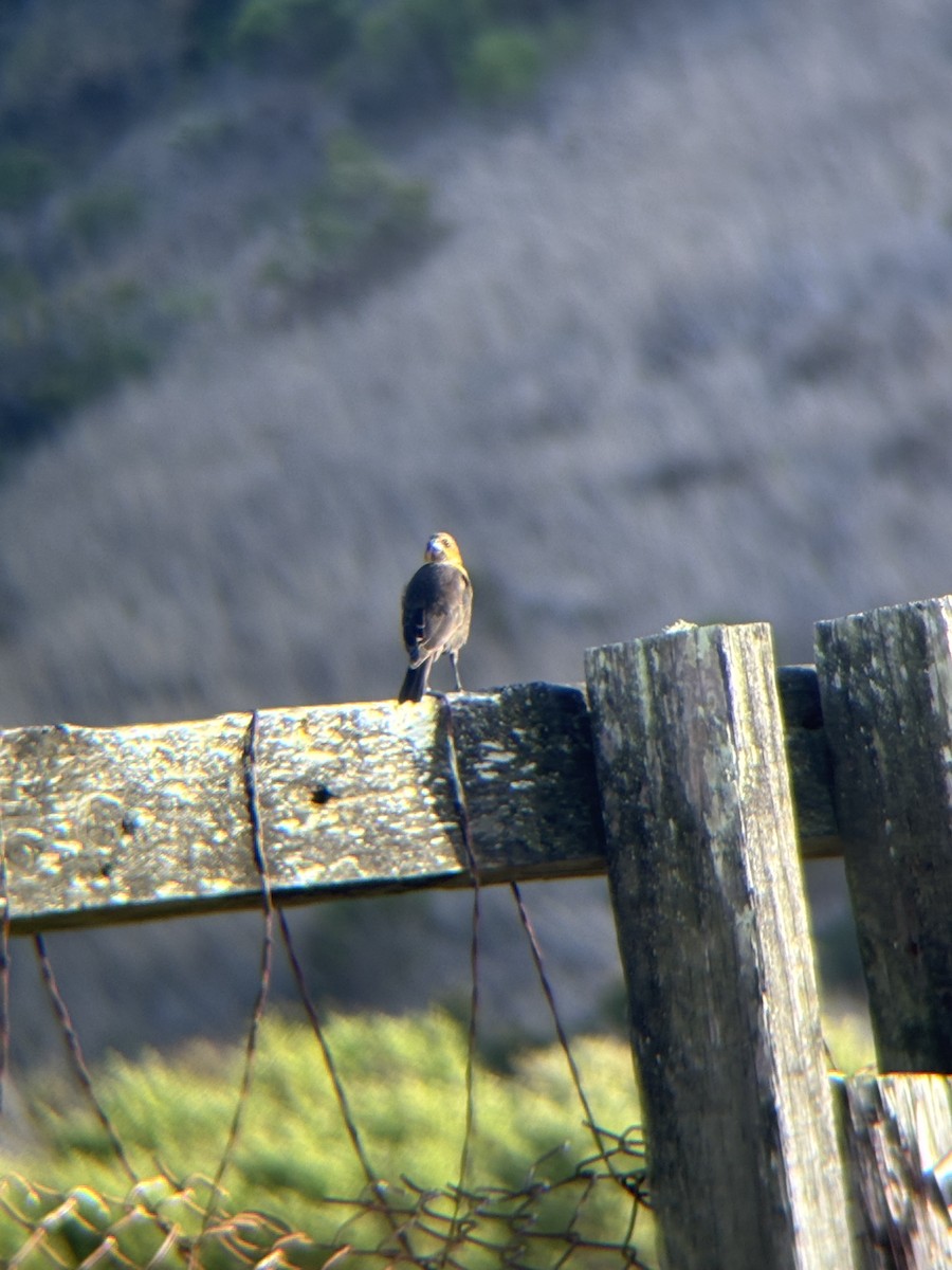 Yellow-headed Blackbird - ML642623399