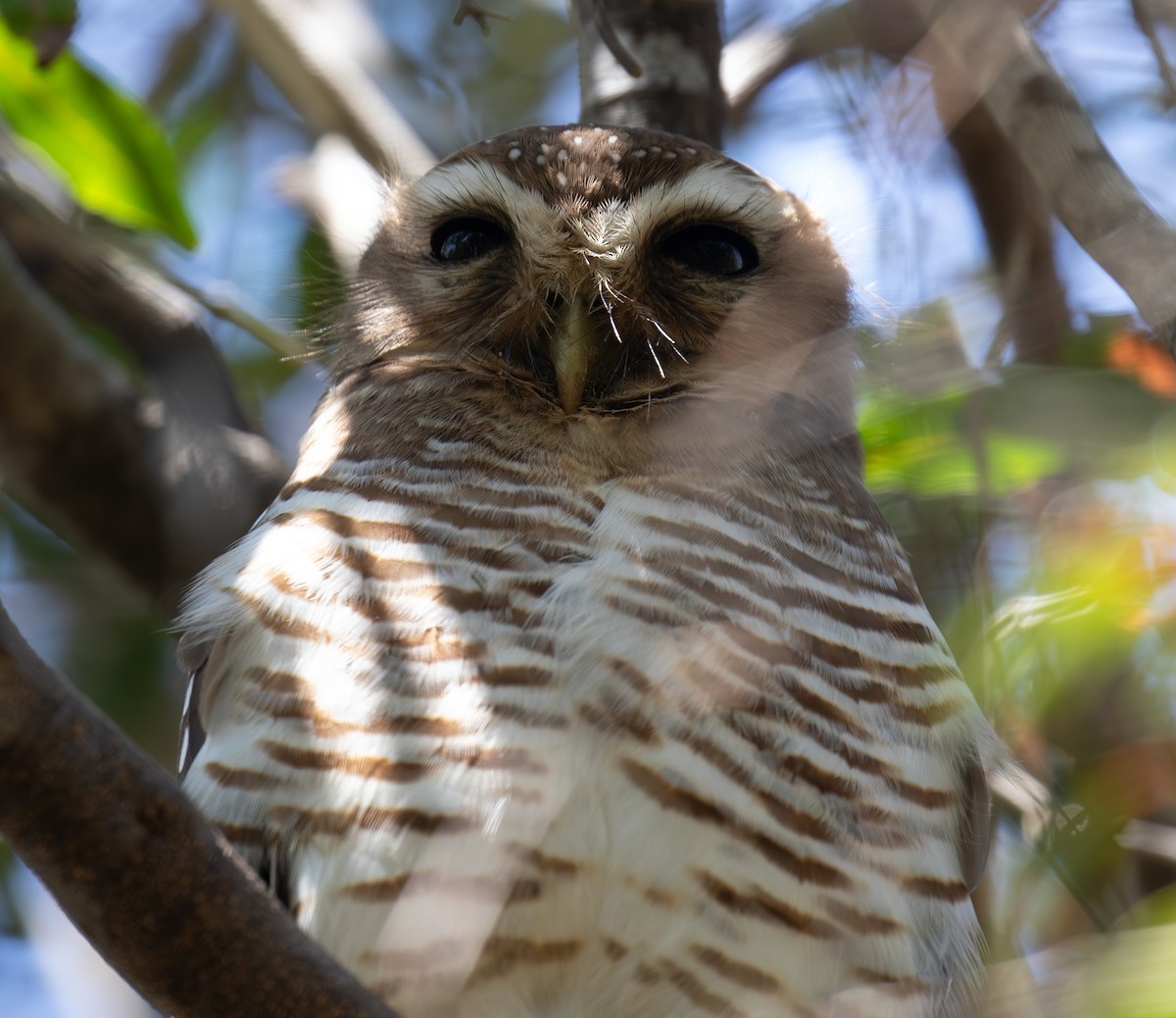 White-browed Owl - ML642623414