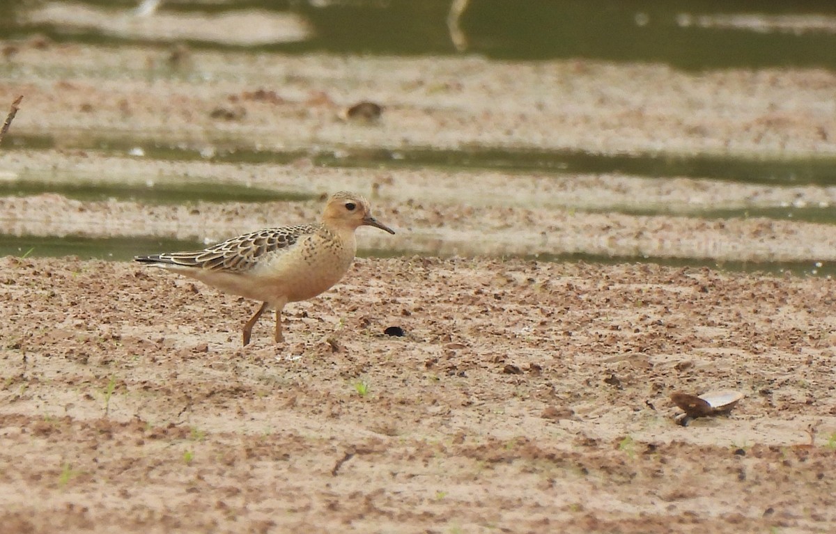 Buff-breasted Sandpiper - ML642623421