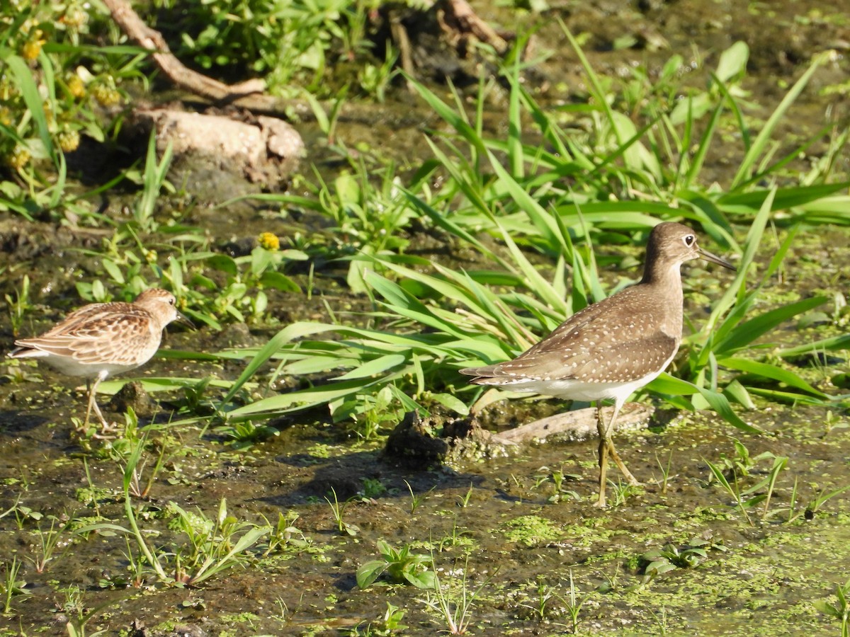 eremittsnipe - ML642623427