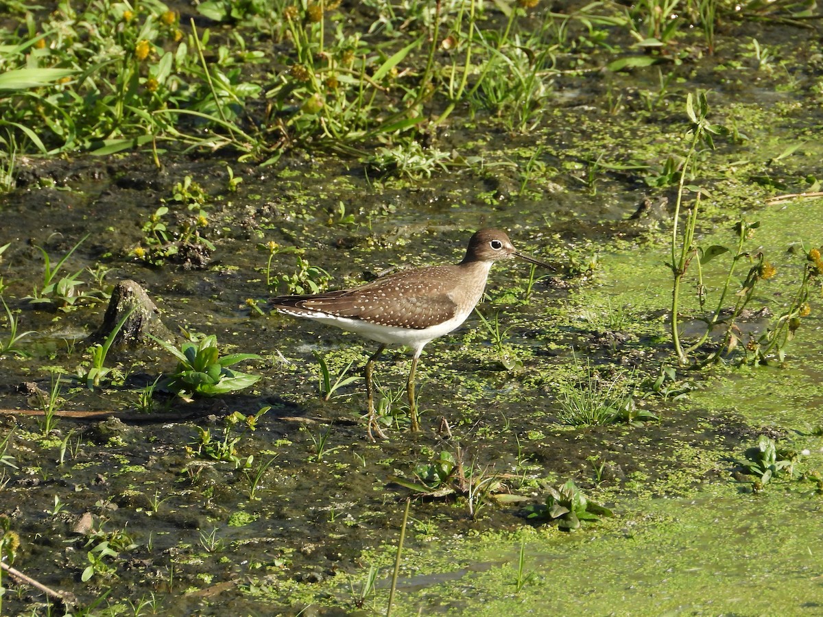 eremittsnipe - ML642623428
