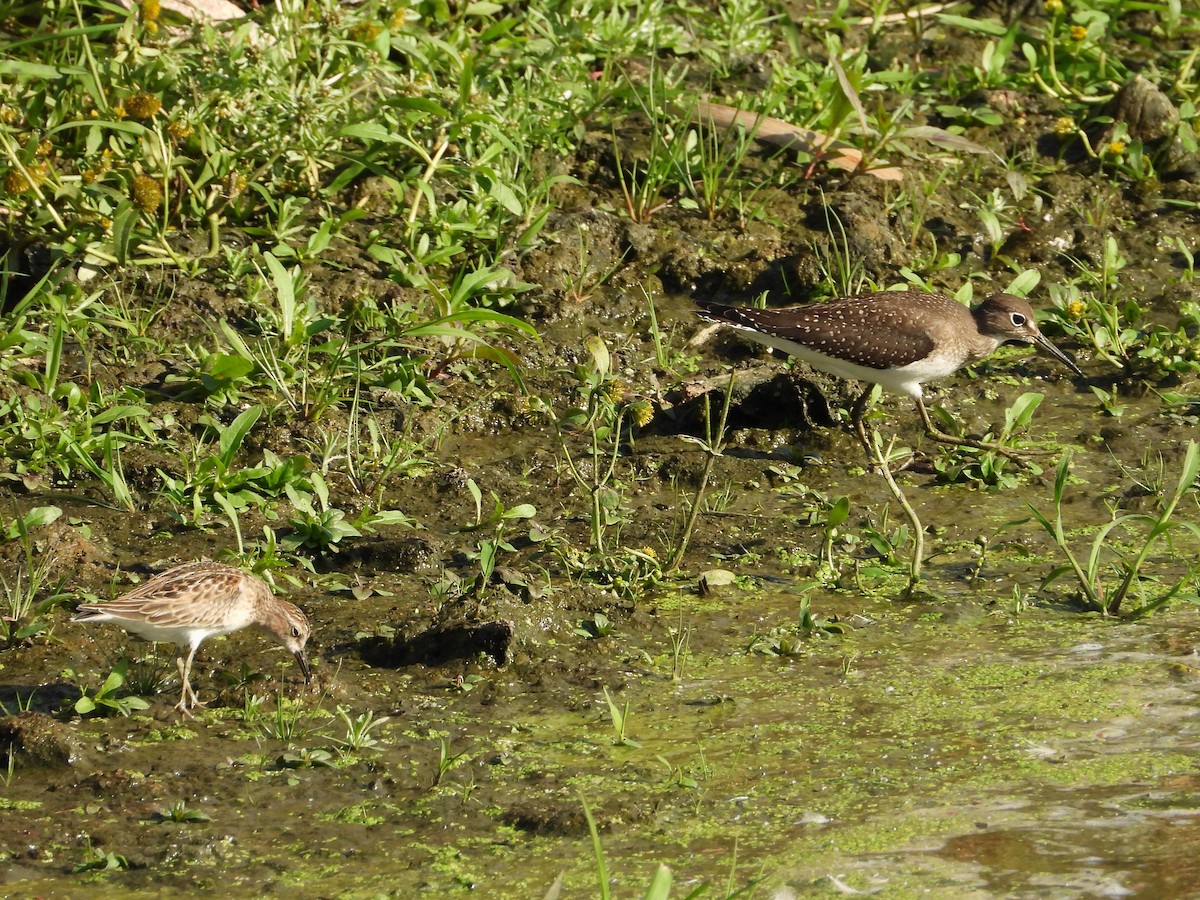 eremittsnipe - ML642623430
