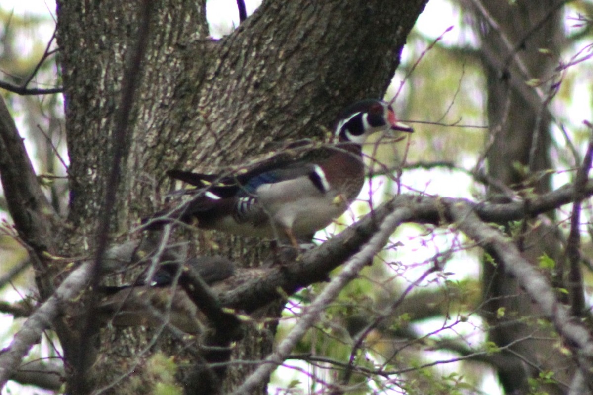 Wood Duck - ML642623461