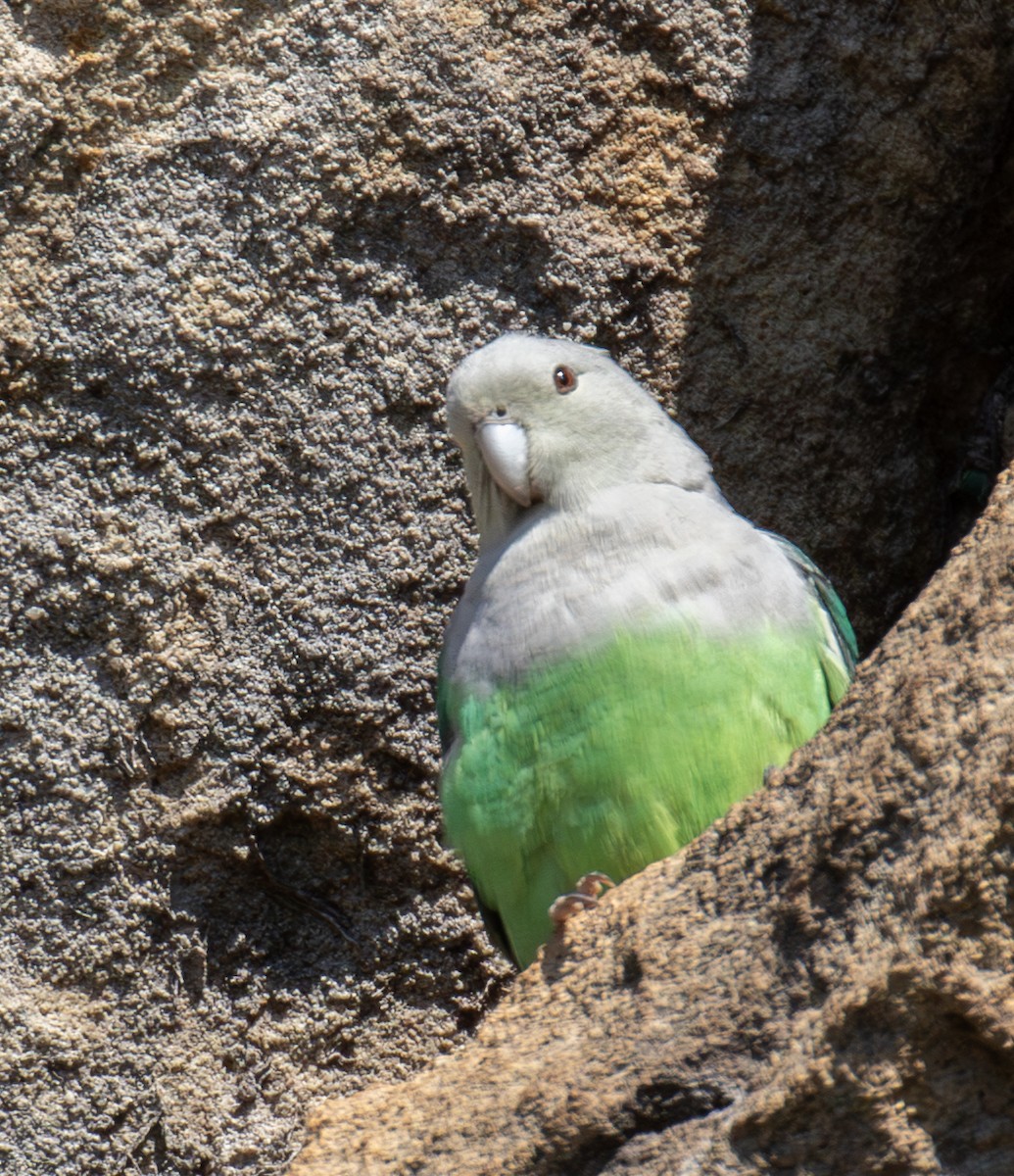 Gray-headed Lovebird - ML642623462
