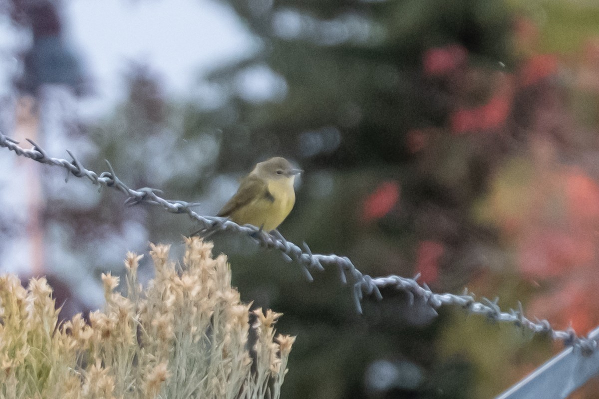 Orange-crowned Warbler - ML642623467