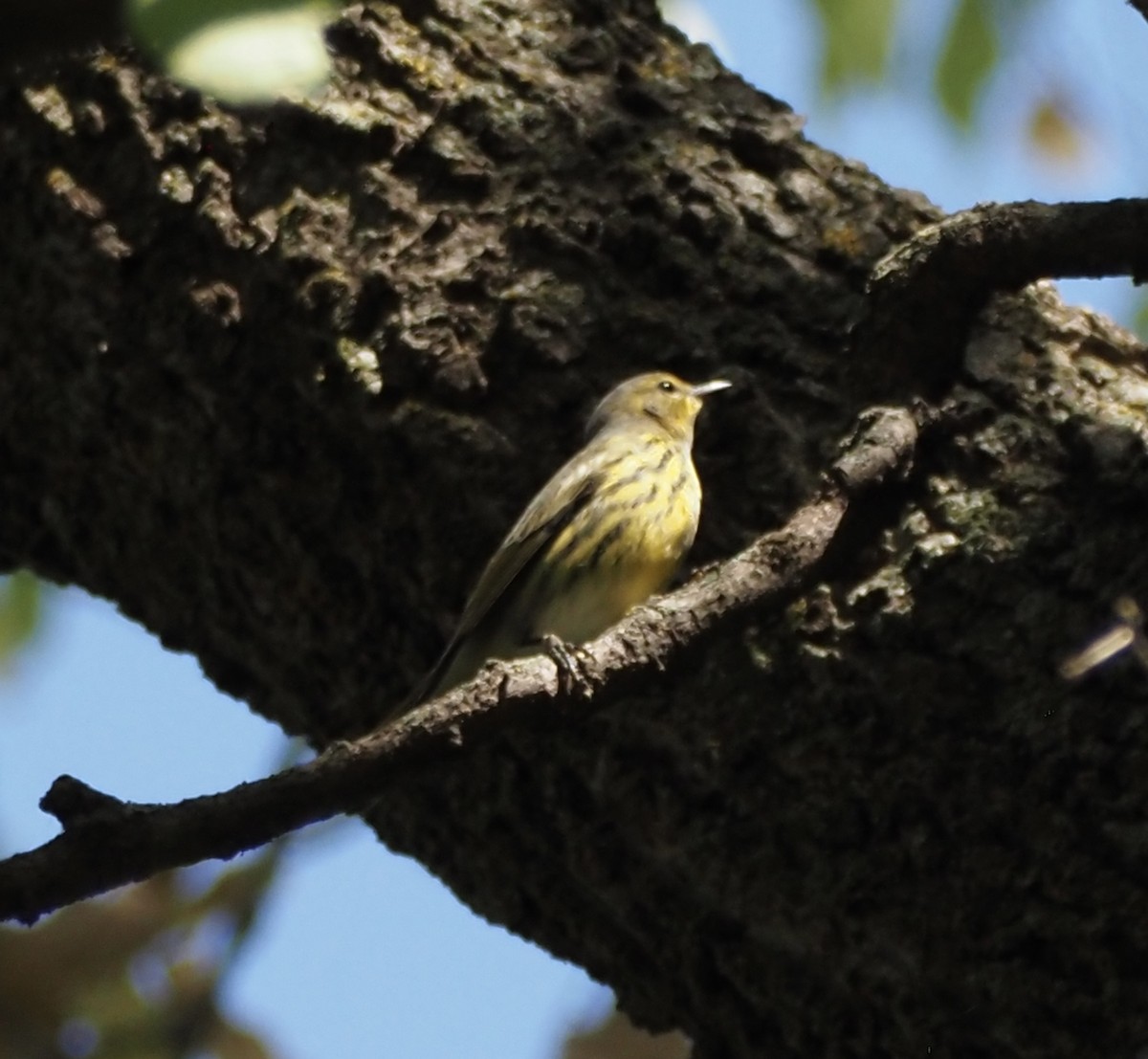 Cape May Warbler - ML642623472