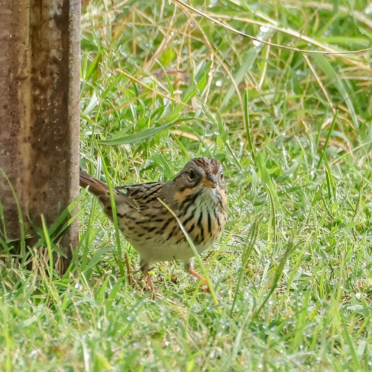 Lincoln's Sparrow - ML642623477
