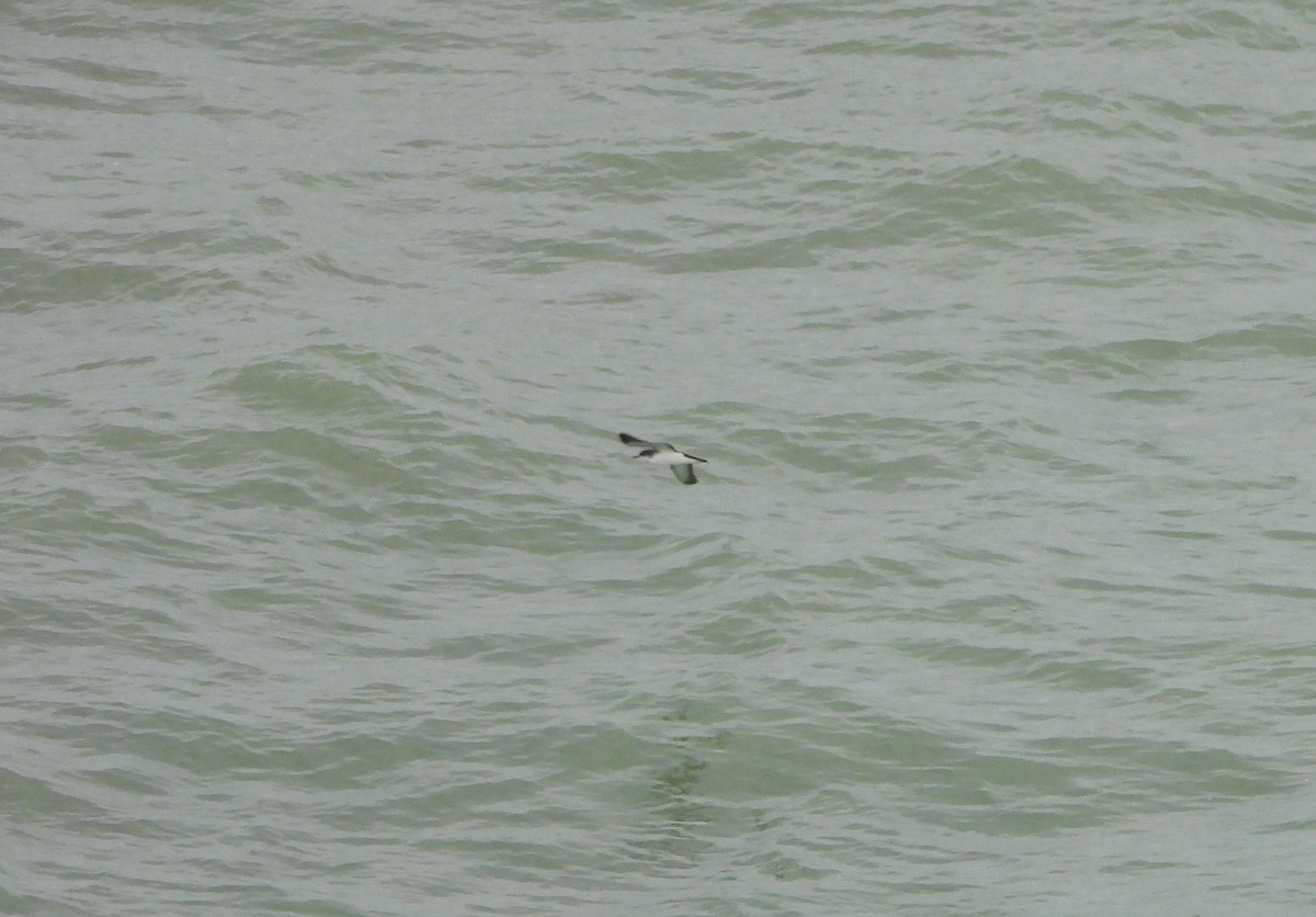 Atlantiksturmtaucher - ML642623487