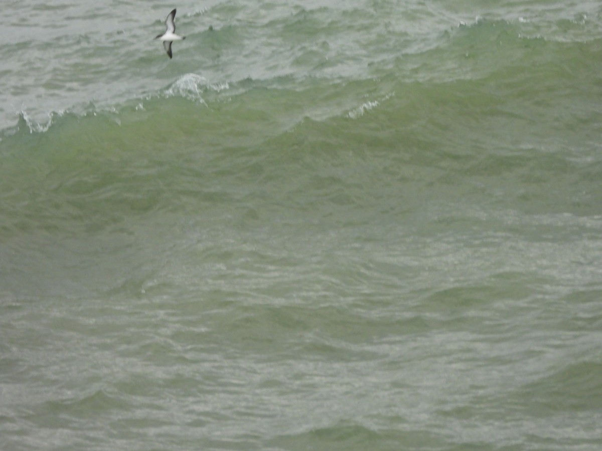 Atlantiksturmtaucher - ML642623490