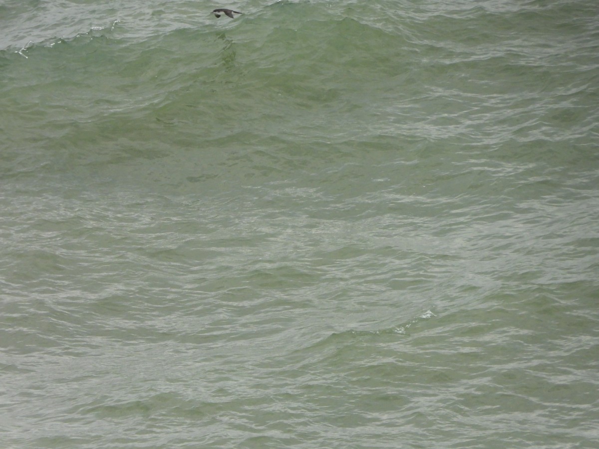 Atlantiksturmtaucher - ML642623494