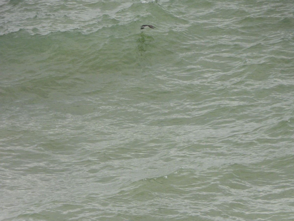 Atlantiksturmtaucher - ML642623496