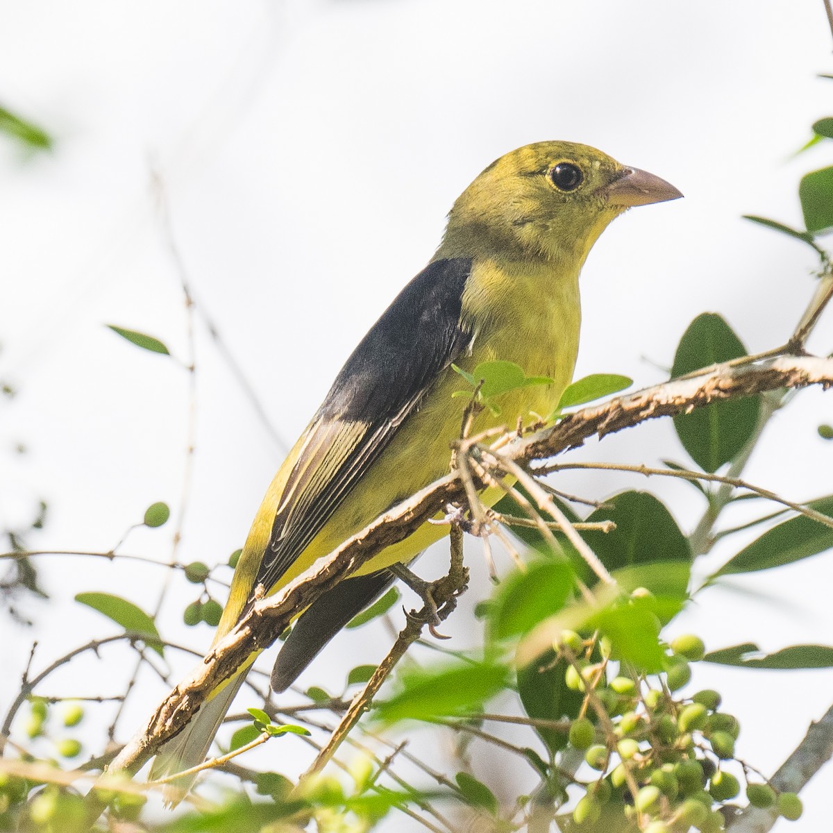 Scarlet Tanager - ML642623506