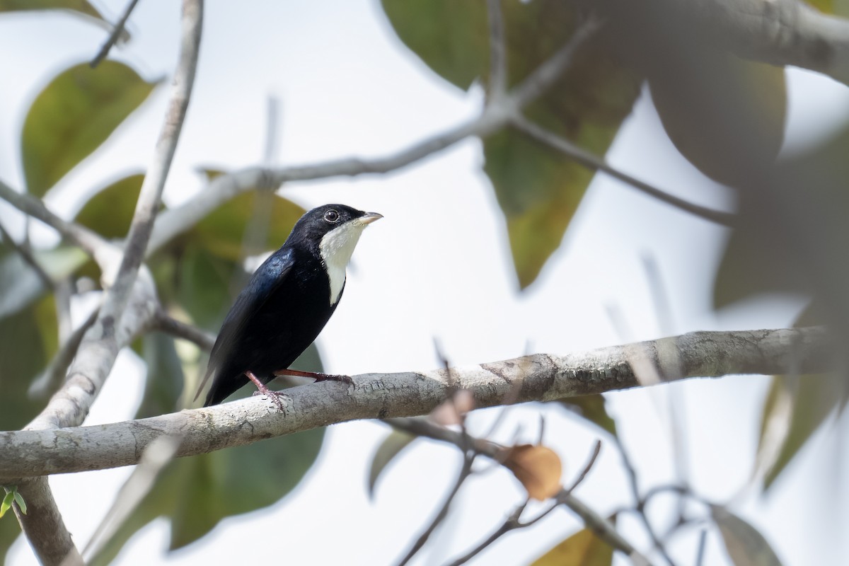 White-throated Manakin - ML642623510