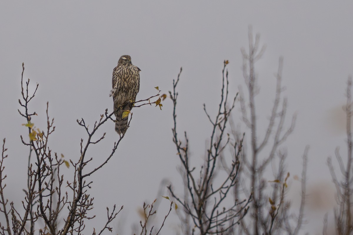 American Goshawk - ML642623541