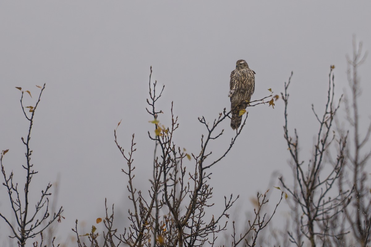 American Goshawk - ML642623542