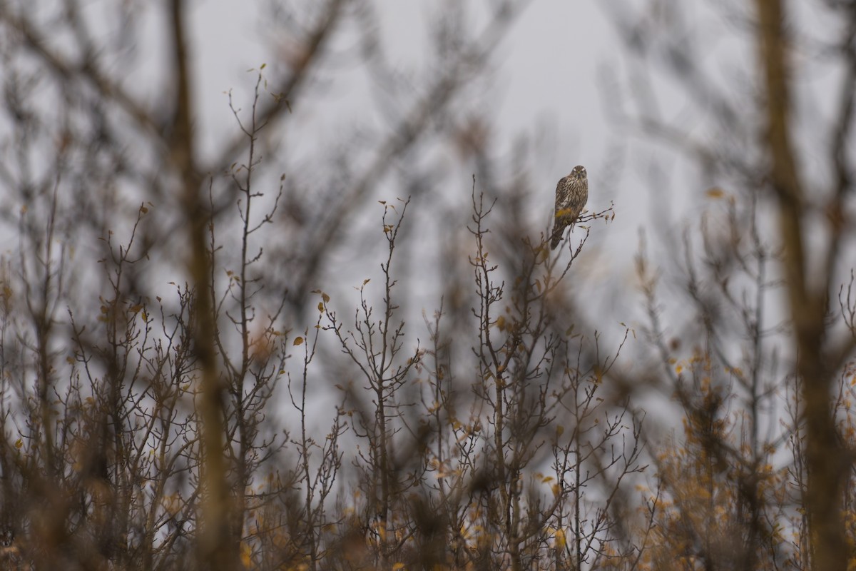 American Goshawk - ML642623543