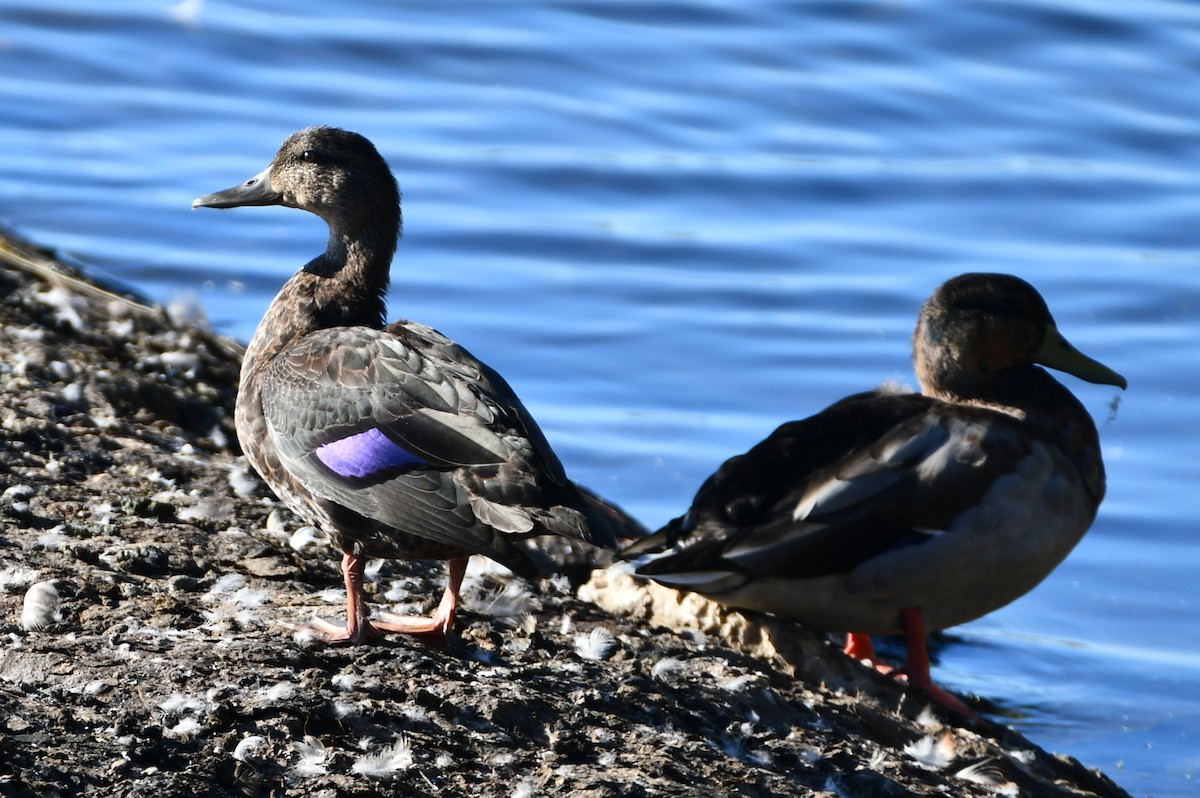 American Black Duck - ML642623552