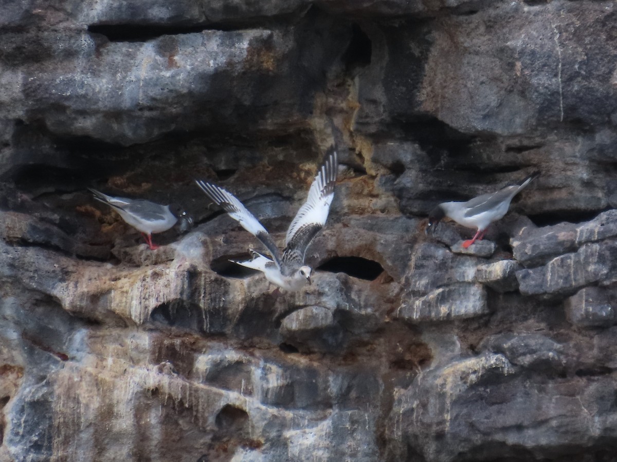 Swallow-tailed Gull - ML642623574