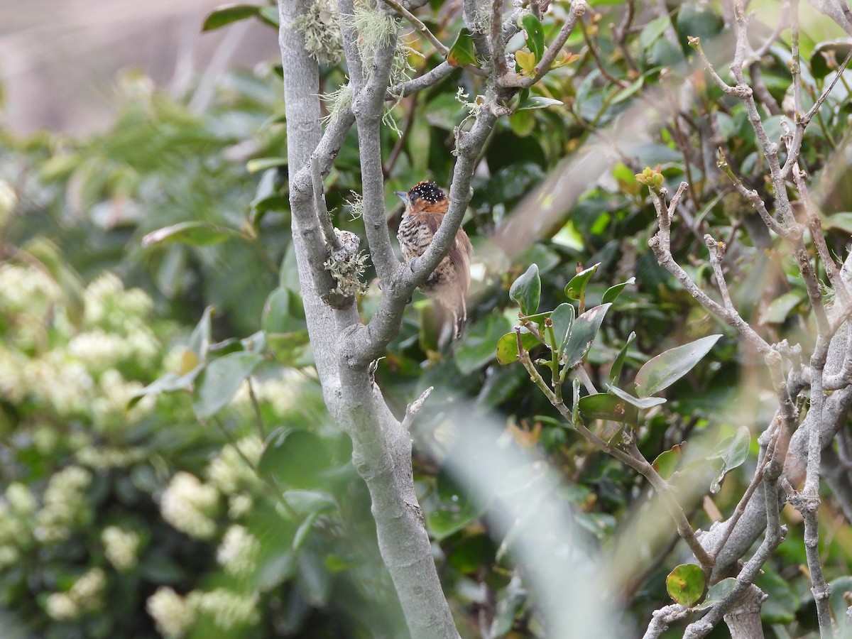 Ochre-collared Piculet - ML642623578