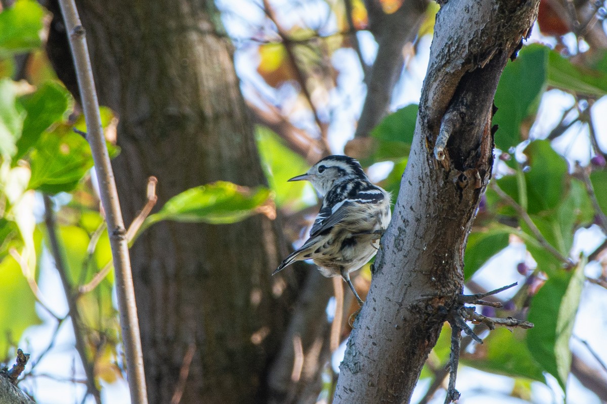 Black-and-white Warbler - ML642623602