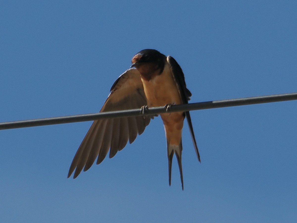 Barn Swallow - ML642623651