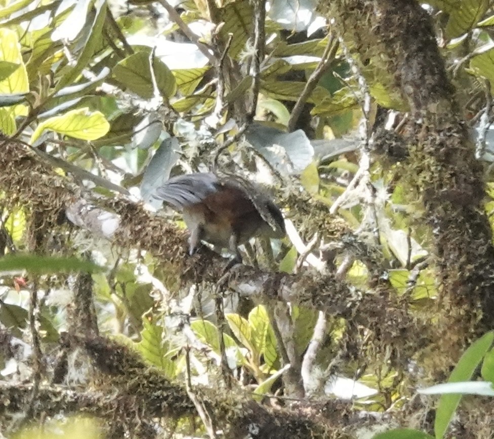 Scimitar-winged Piha - ML642623666