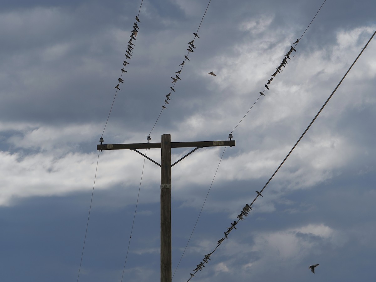 Barn Swallow - ML642623689