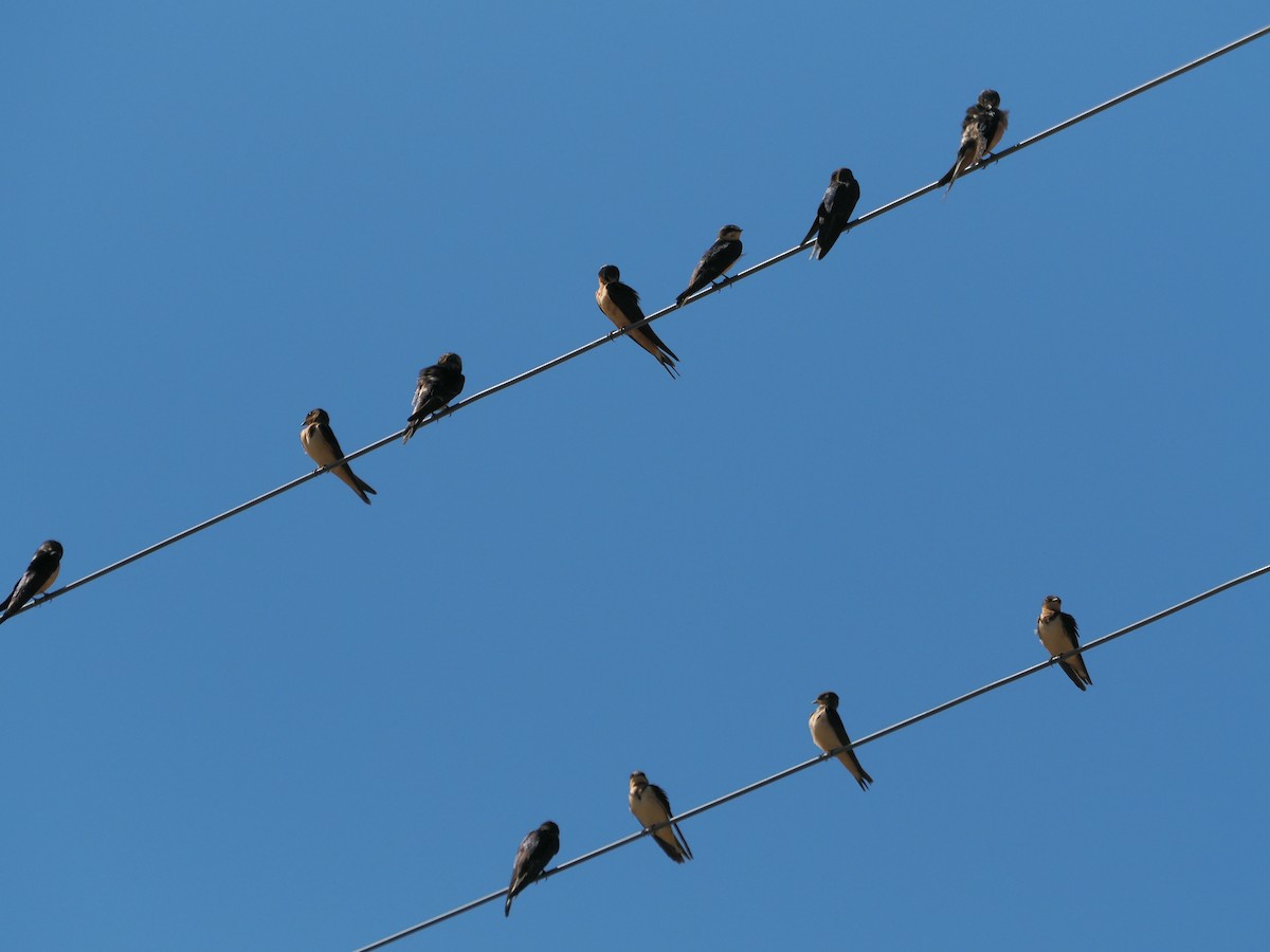 Barn Swallow - ML642623691