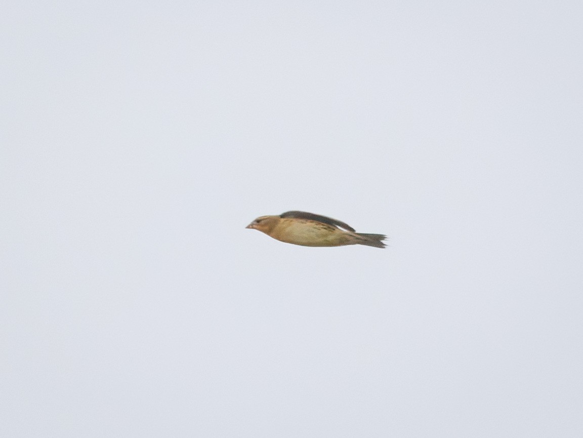 Bobolink - ML642623714