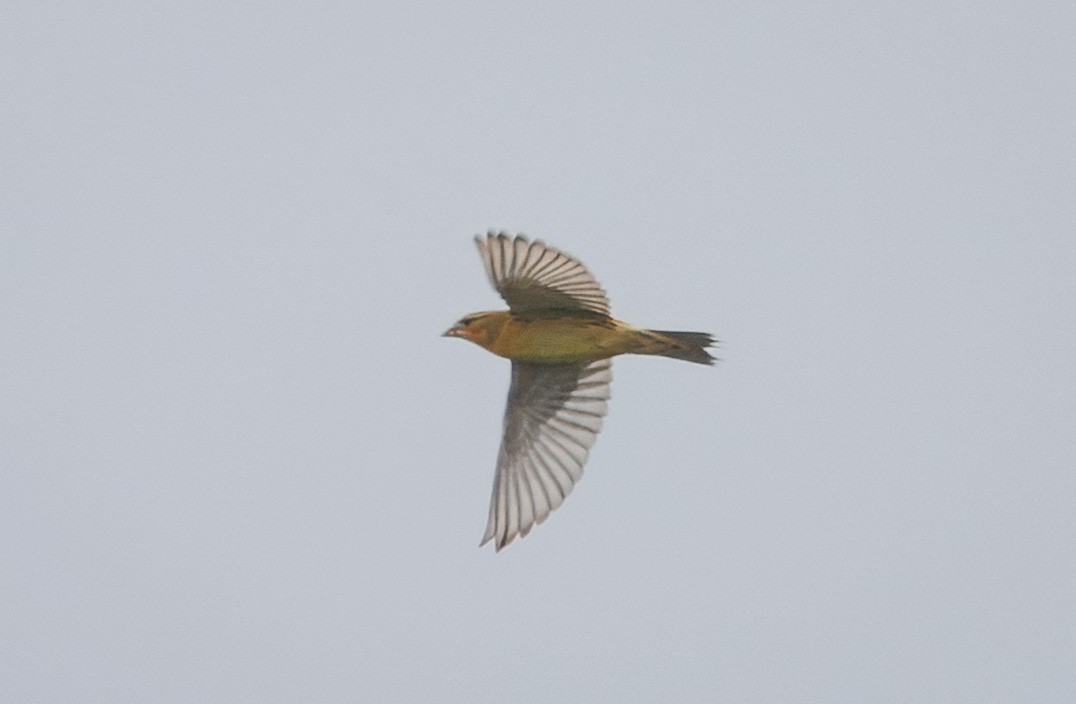 Bobolink - ML642623721
