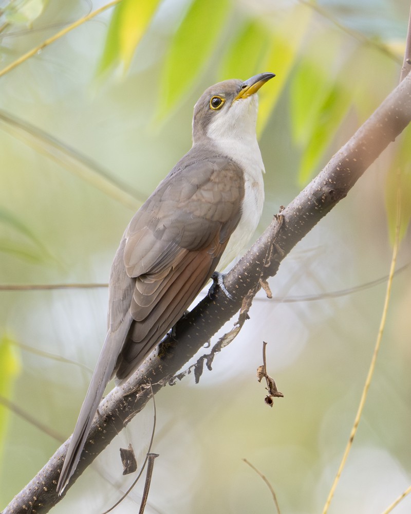 Yellow-billed Cuckoo - ML642623727