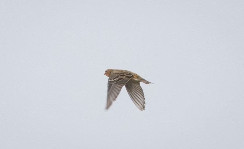 Bobolink - ML642623730