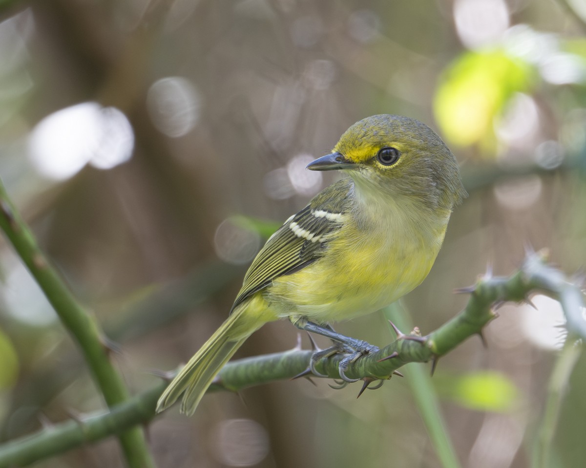 White-eyed Vireo - ML642623748