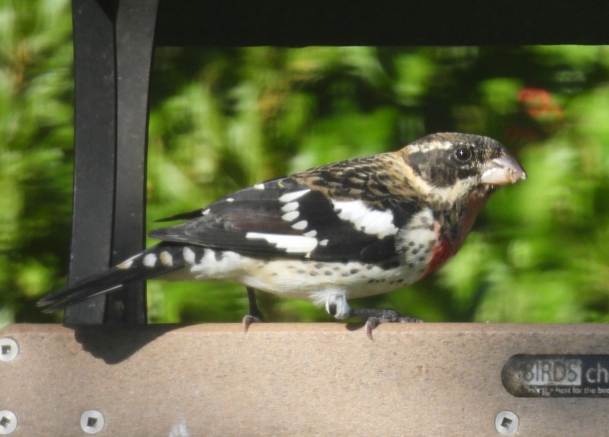 Rose-breasted Grosbeak - ML642623787