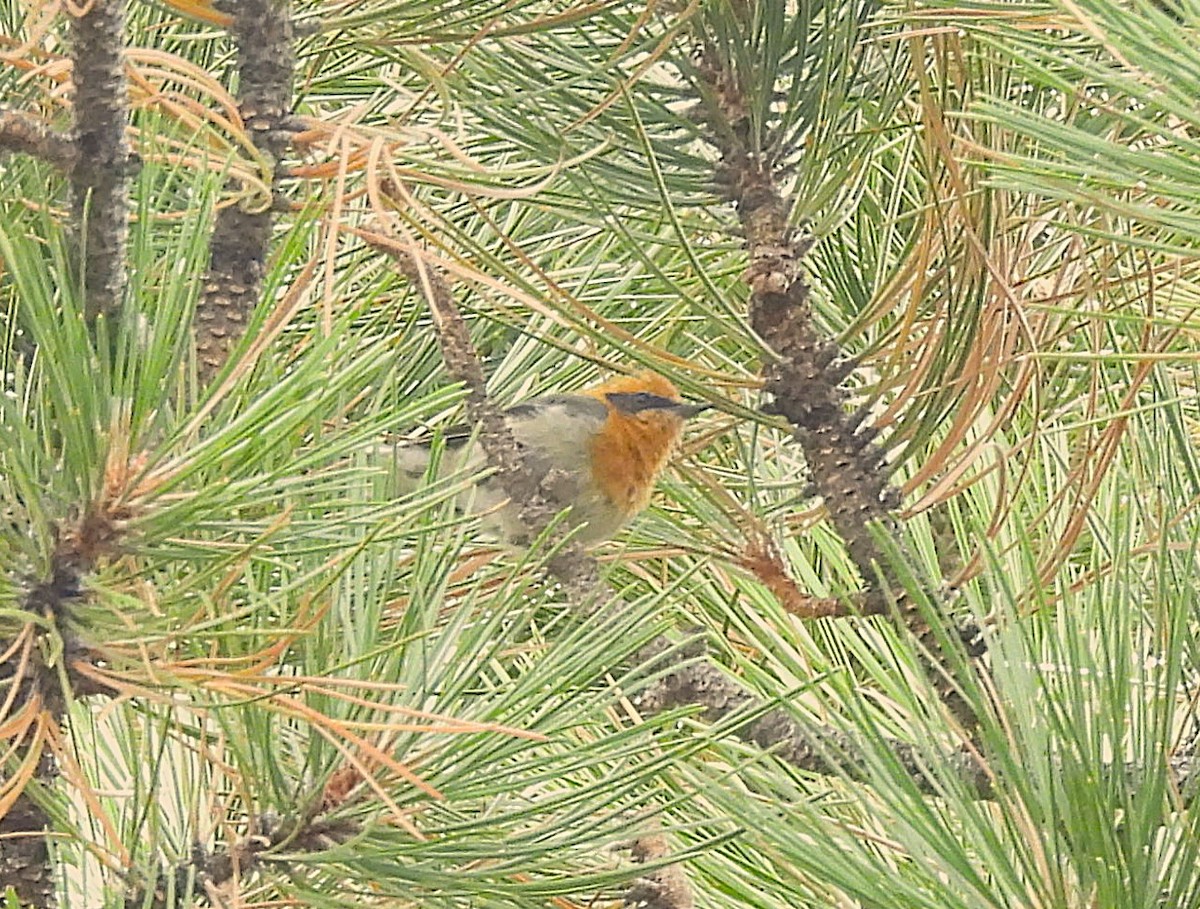 Olive Warbler - ML642623806