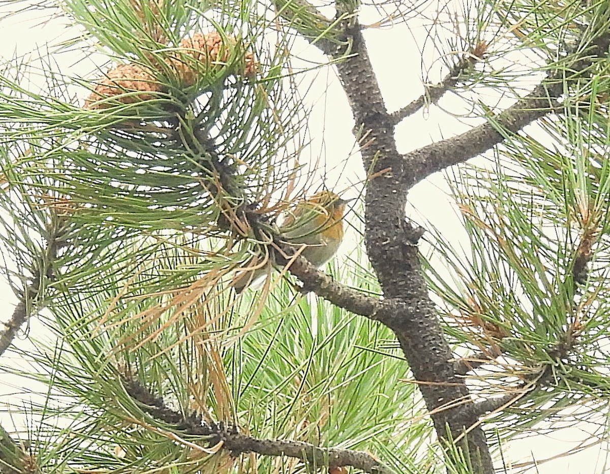 Olive Warbler - ML642623812
