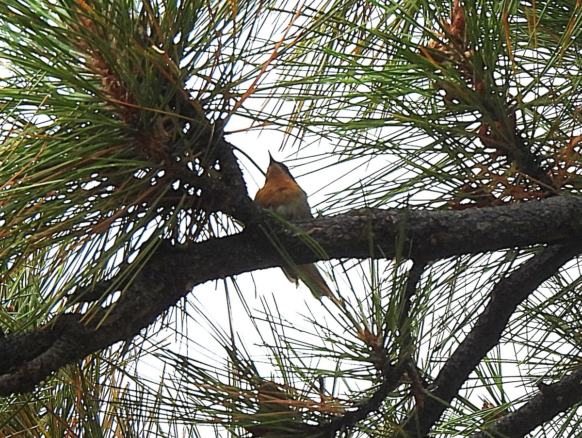 Olive Warbler - ML642623820