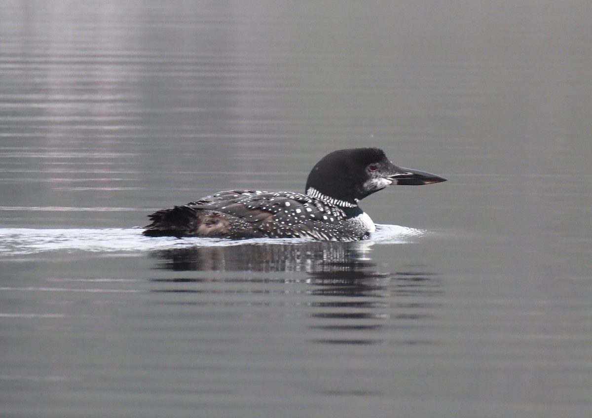 potáplice lední - ML642623841