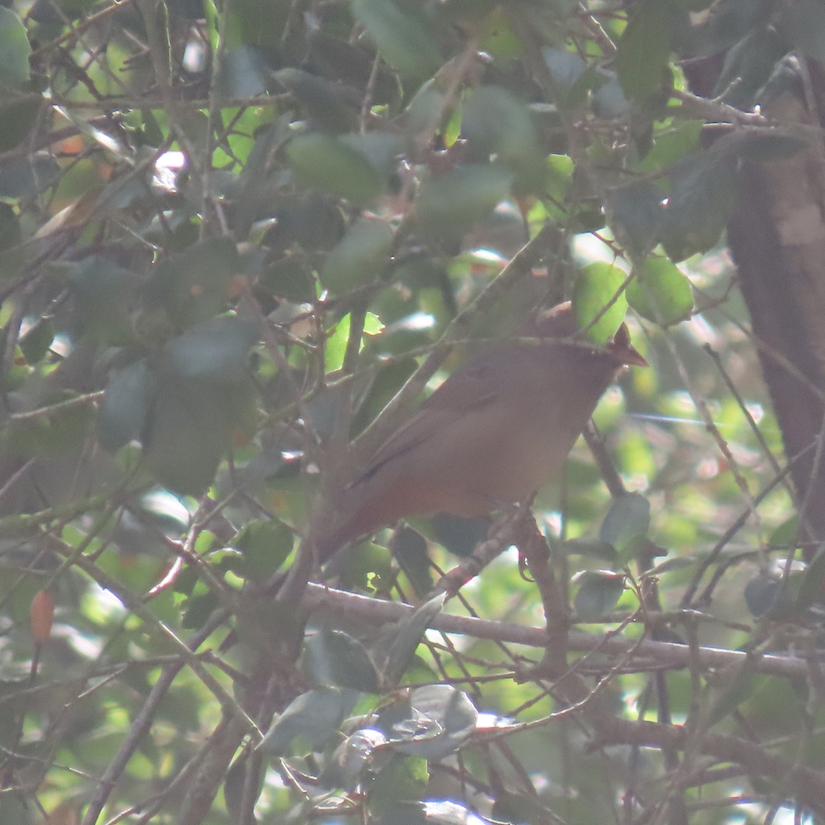 California Towhee - ML642623848