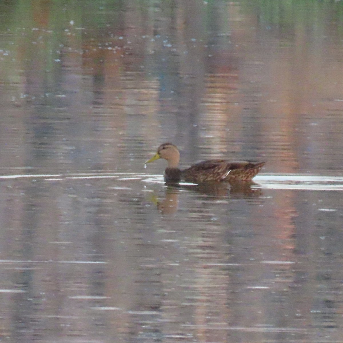 Mallard/Mexican Duck - ML642623916