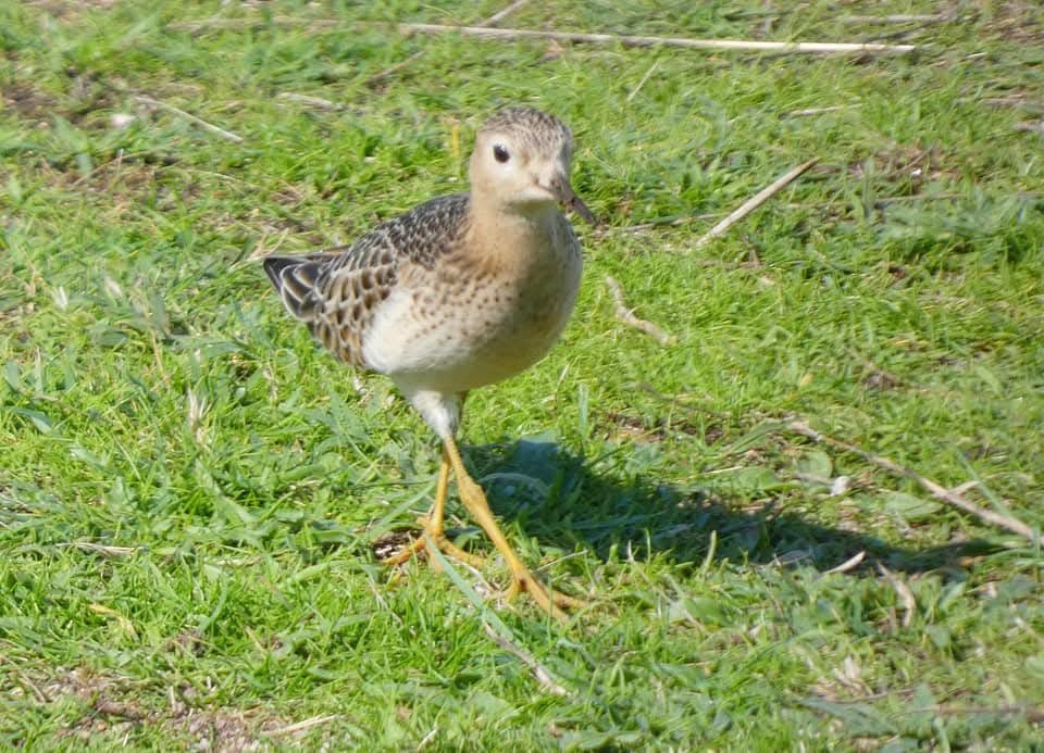 Buff-breasted Sandpiper - ML642623960