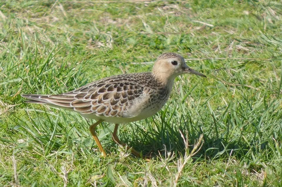 Buff-breasted Sandpiper - ML642623961
