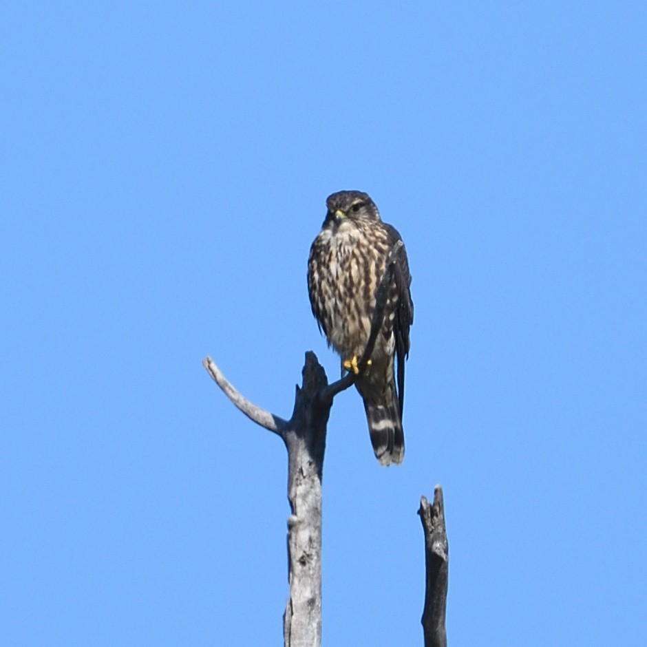 灰背隼(columbarius) - ML642623975