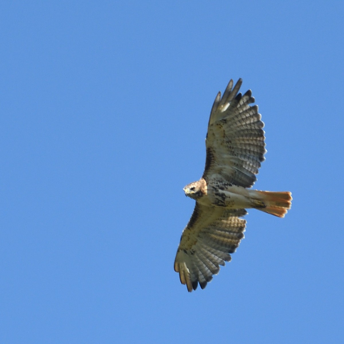 Red-tailed Hawk (borealis) - ML642623987