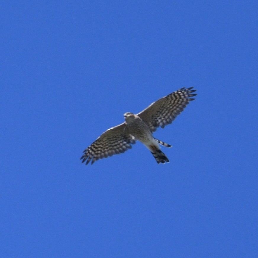 Sharp-shinned Hawk - ML642624009