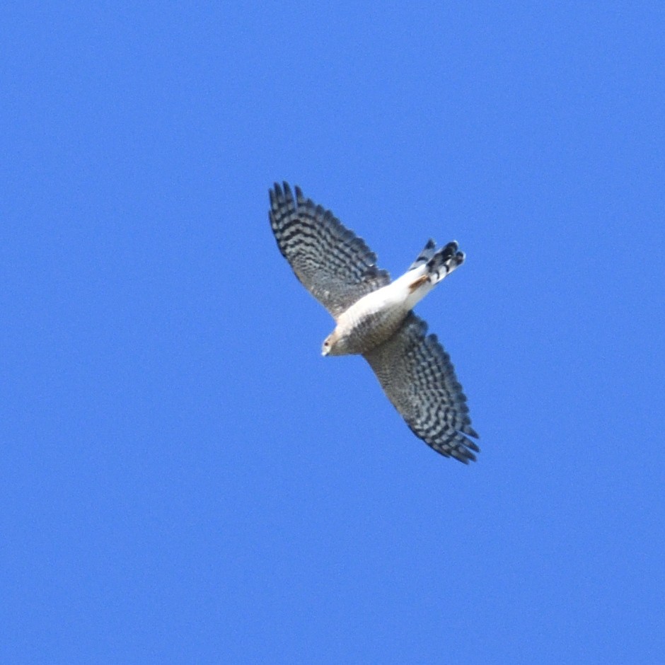 Sharp-shinned Hawk - ML642624010