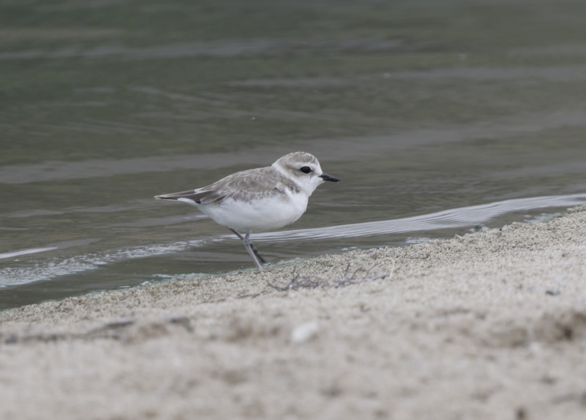 Snowy Plover - ML642624023