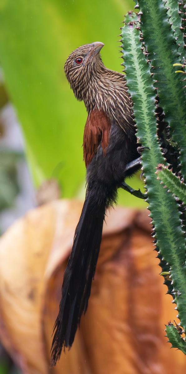 Malagasy Coucal - ML642624061