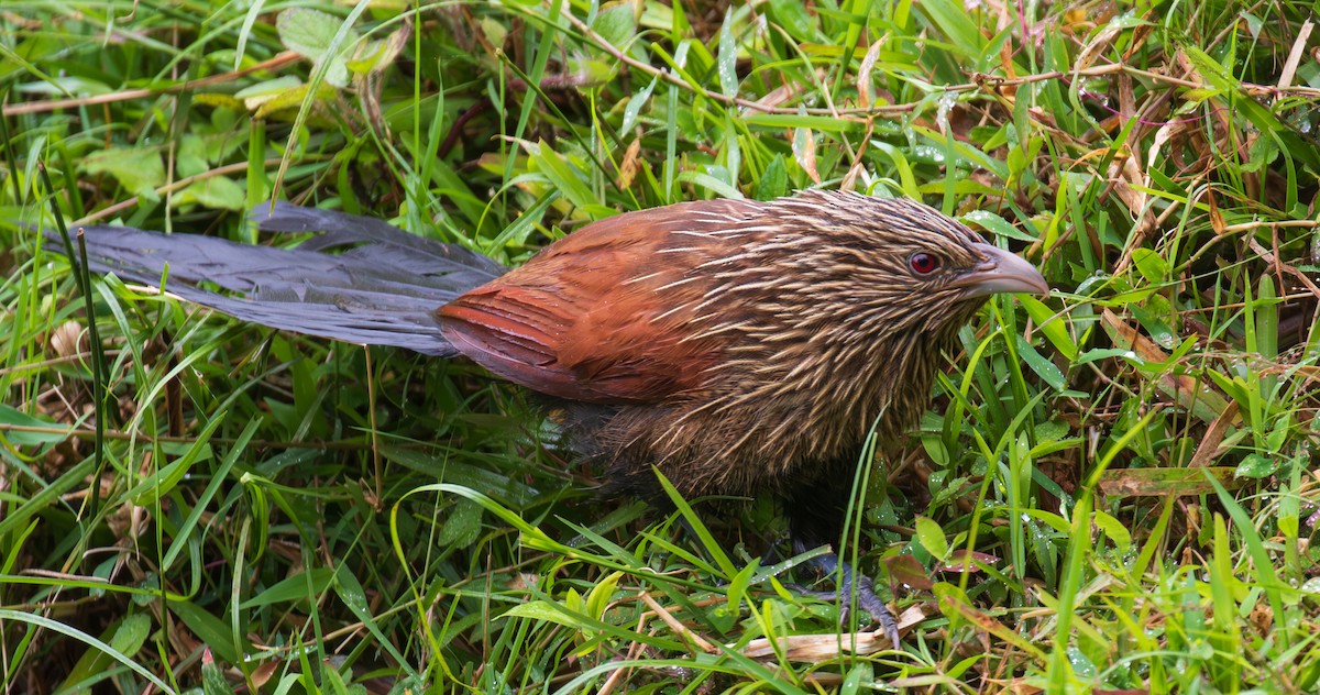 Malagasy Coucal - ML642624062