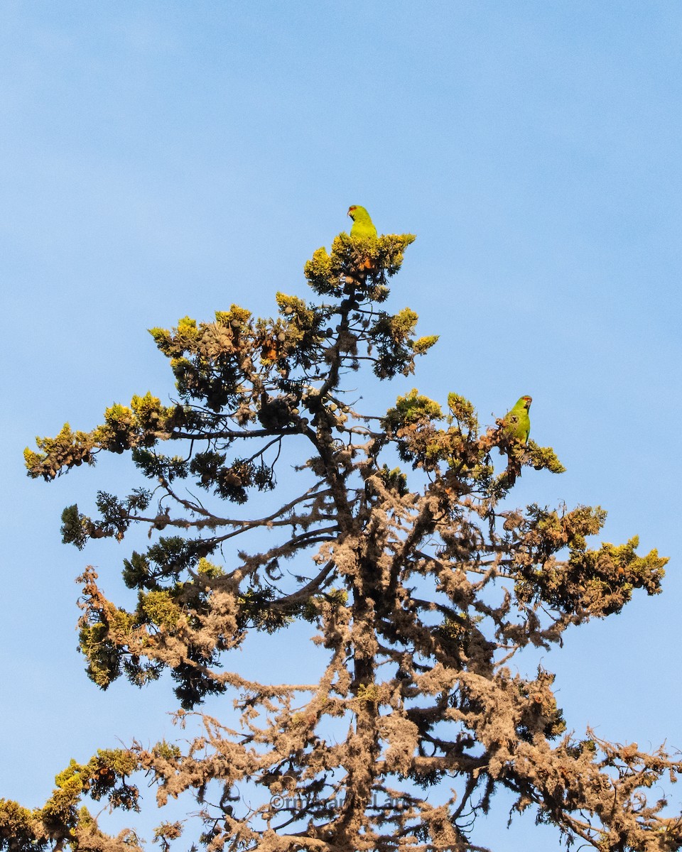 Slender-billed Parakeet - ML642624074